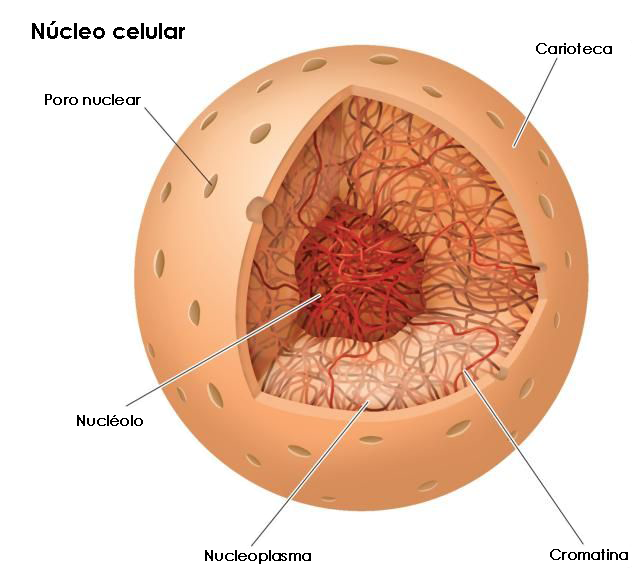 Núcleo celular | Biologia Geral